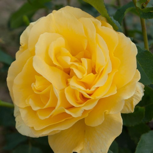 Rosa 'Dream Yellow' - Roos 'Dream Yellow' 